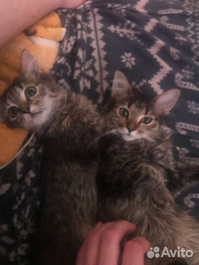 Отдаю в добрые руки