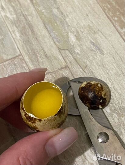 Перепелинное мясо и яйца