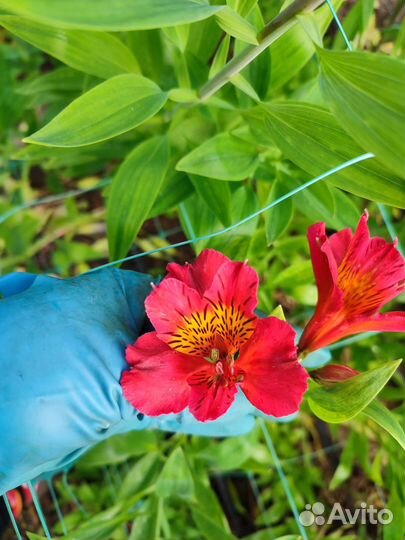 Альстромерия корни