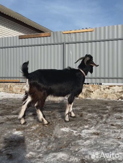 Нубийский козел