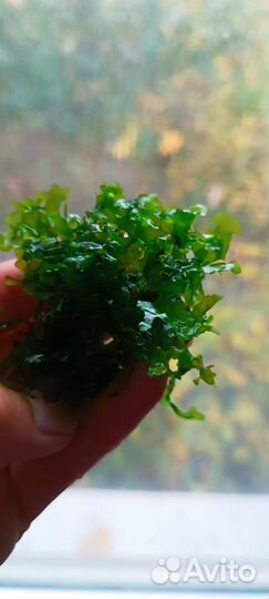 Растения для аквариума меняю на Молли, пецилий