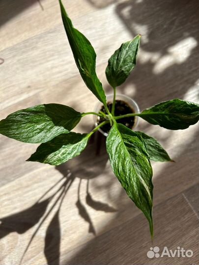 Сортовой спатифиллум Джемени