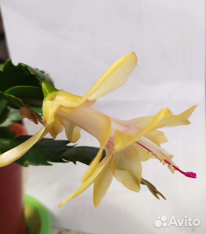 Цветок декабрист жёлтого цвета (саженцы)