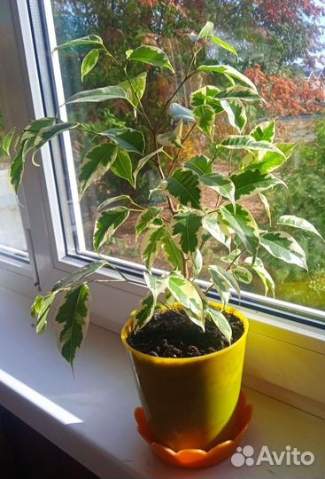 Фиалка, фикус Бенджамина, перец декор-ый, Герань