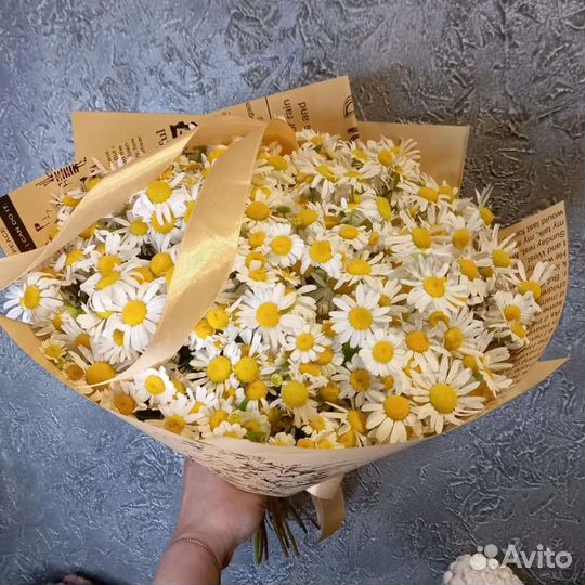 Ромашки Полевые