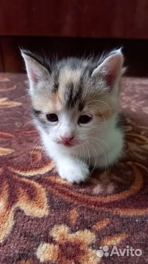 Милые Котята