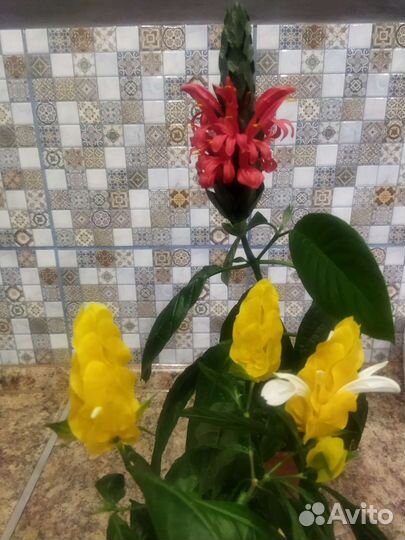 Пахистахис