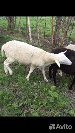Бараны, овцы и ярки дорпер+Романовка, баранина