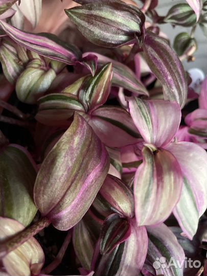 Комнатные растения- Традесканция «Danny Lee»