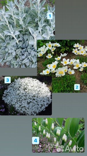 Набор растений для клумбы в белом цвете