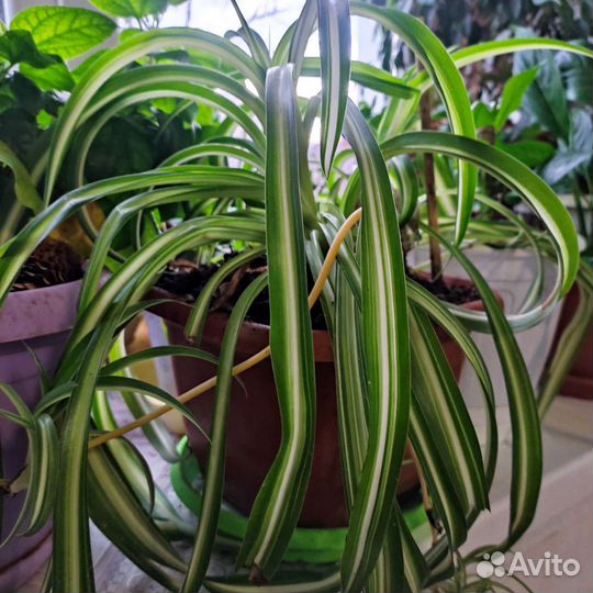 Шефлера, манстера, фикус, спацифилум, хлорафитум