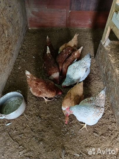 Куры молодки несушки домашние