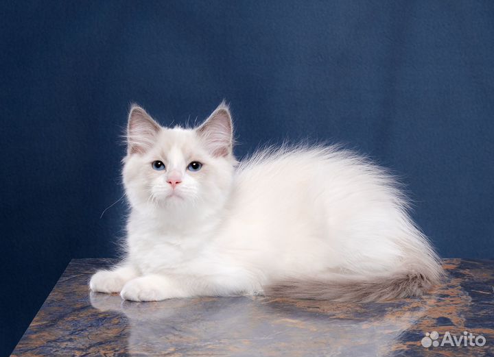 Котята рэгдолл
