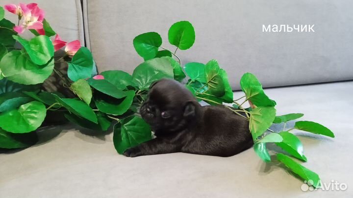 Щенки мопса