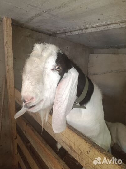 Вязкая с козлом Камори