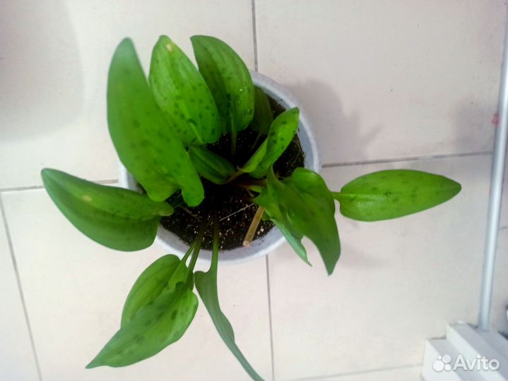 Комнатные цветы