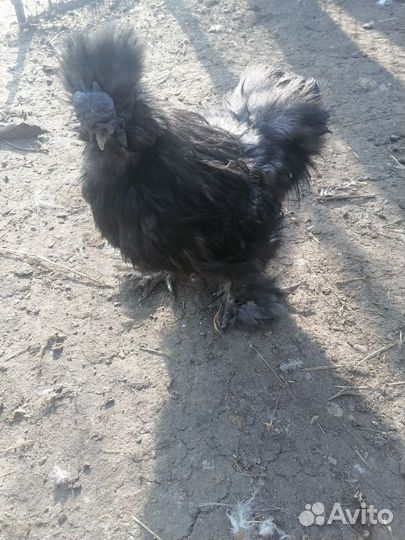 Китайские шелковые куры