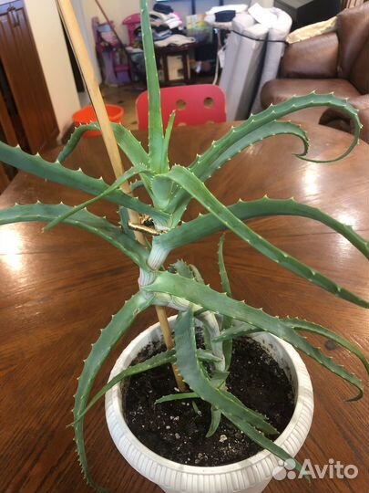 Алоэ лечебный