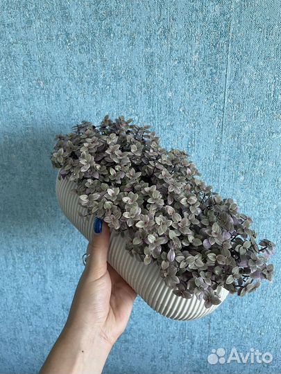 Каллизия - маленькая традесканция