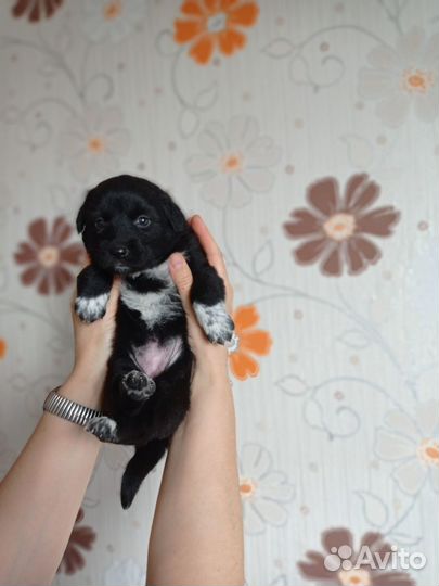 Щенки нужен дом