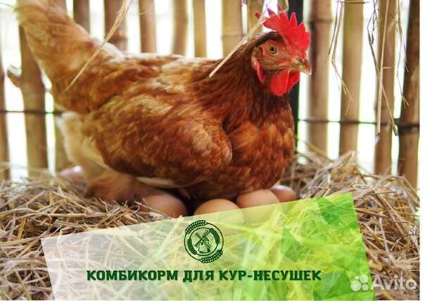 Комбикорма Белгородские