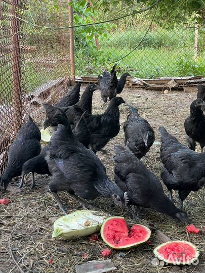 Продам петушков ухейилюй