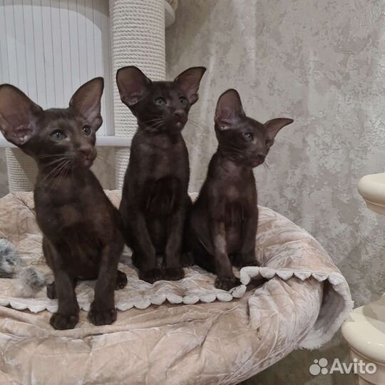 Шикарные ориентальные котята