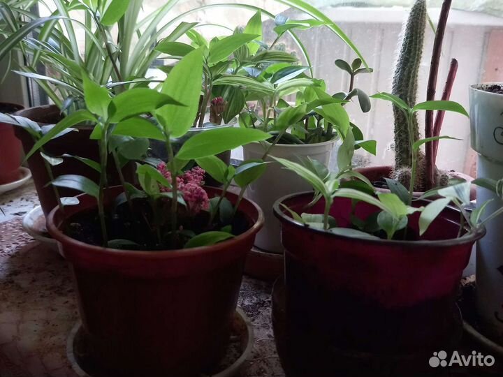 Традисканция