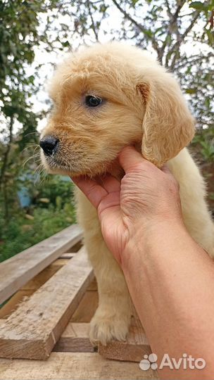 Голден ретривер