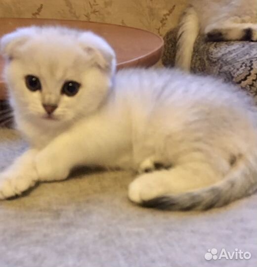 Котёнок шотландский