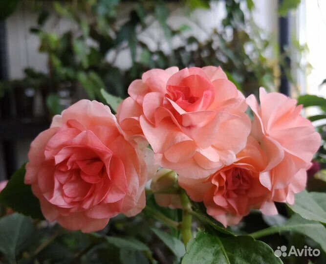 Бальзамины махровые, пестролистные