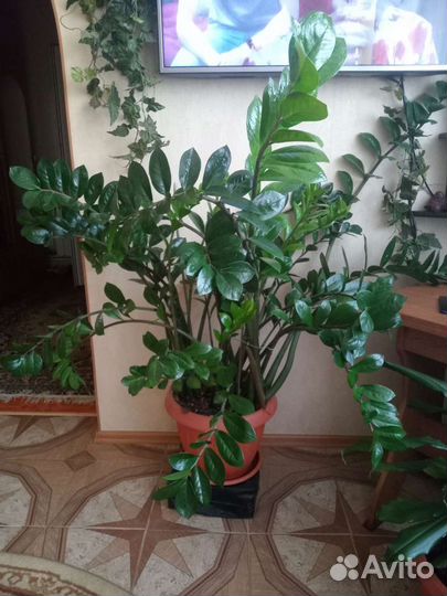 Замиокулькас