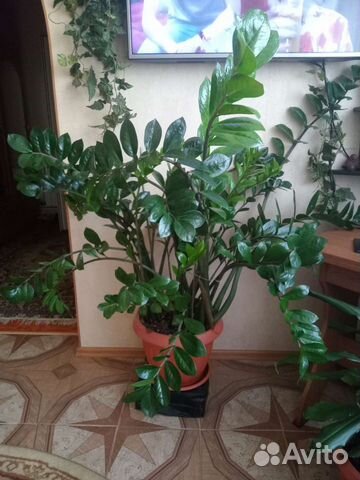Замиокулькас