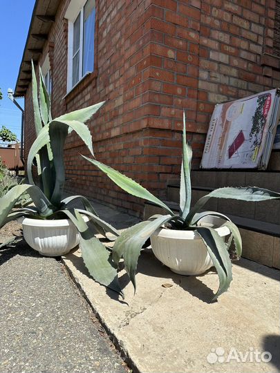 Агава голубая краснодар