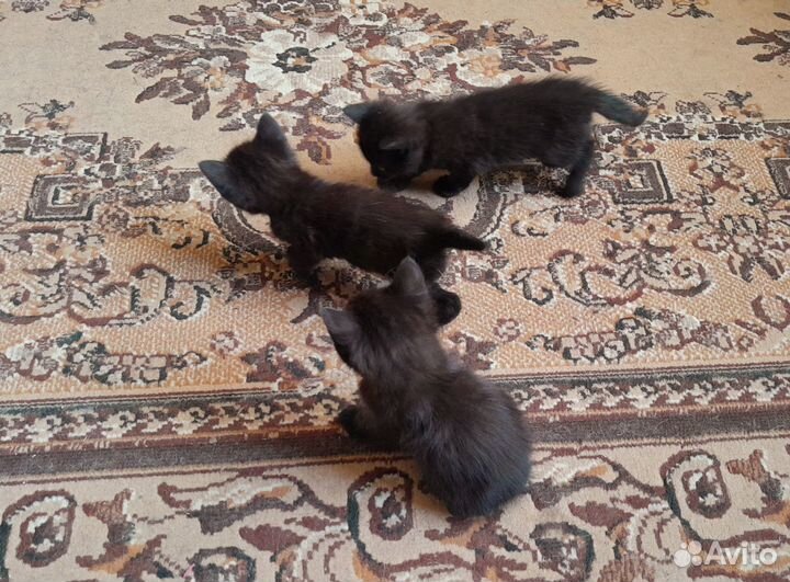 Отдам котят