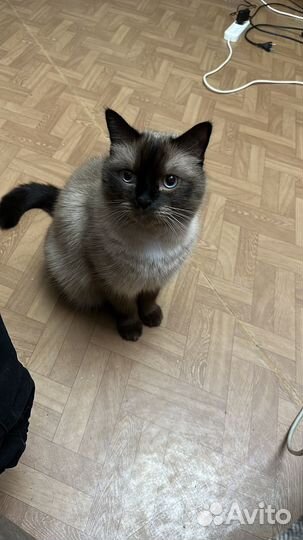 Кот в добрые руки