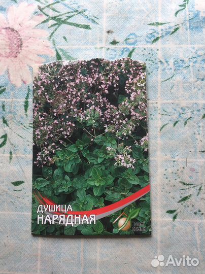 Куст Душицы Нарядной