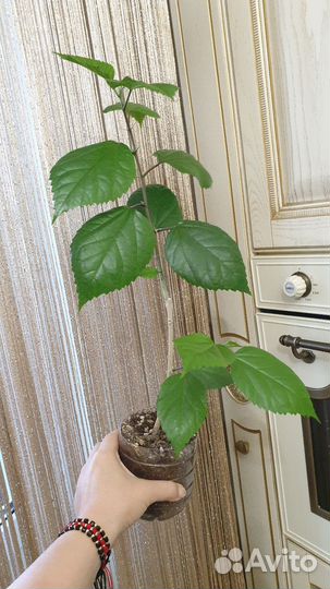 Гибискус красный махровый