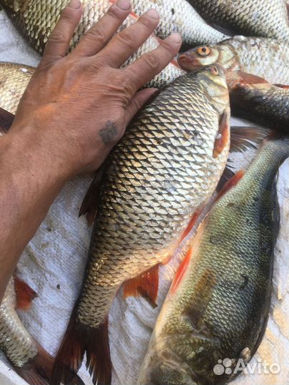 Рыба речная свежая, гк, хк, вяленая