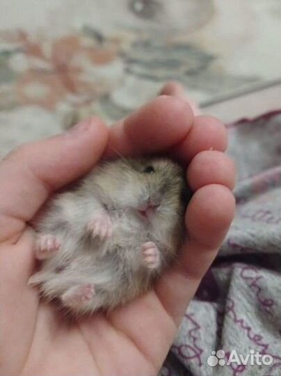 Джунгарский хомяк