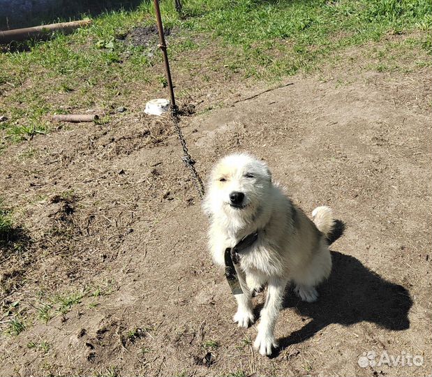 Собака в добрые руки отдам бесплатно