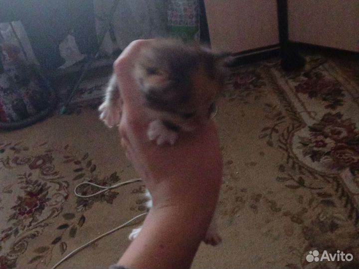Отдам кота в добрые руки