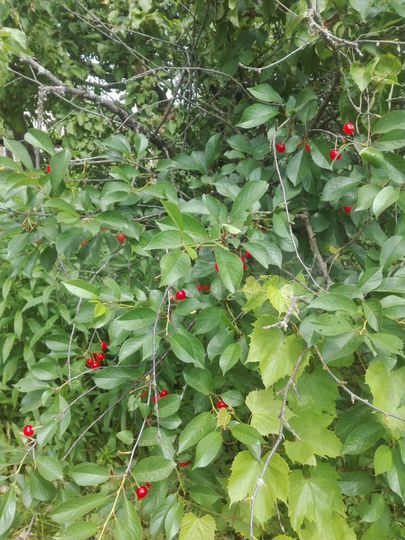 Дача 40 м² на участке 6 сот.