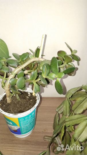 Цветы комнатные, требуют ухода