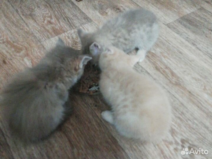 Домашние животные котята
