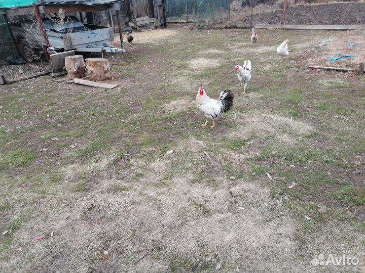 Молодые породистые петушки