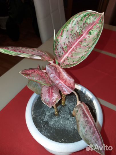 Аглаонемы/Диффенбахия