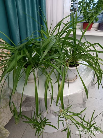 Хлорофитум