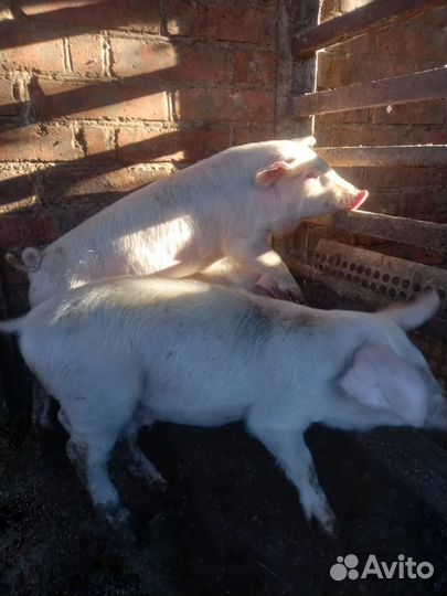 Поросенок ландрас