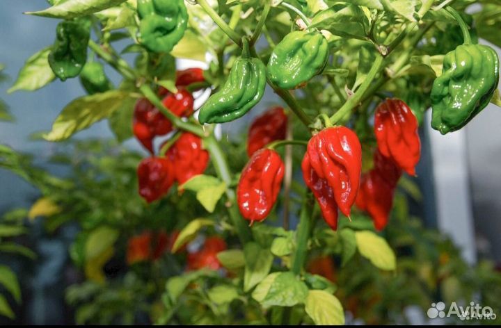 Мега острый соус из перца Каролина Рипер